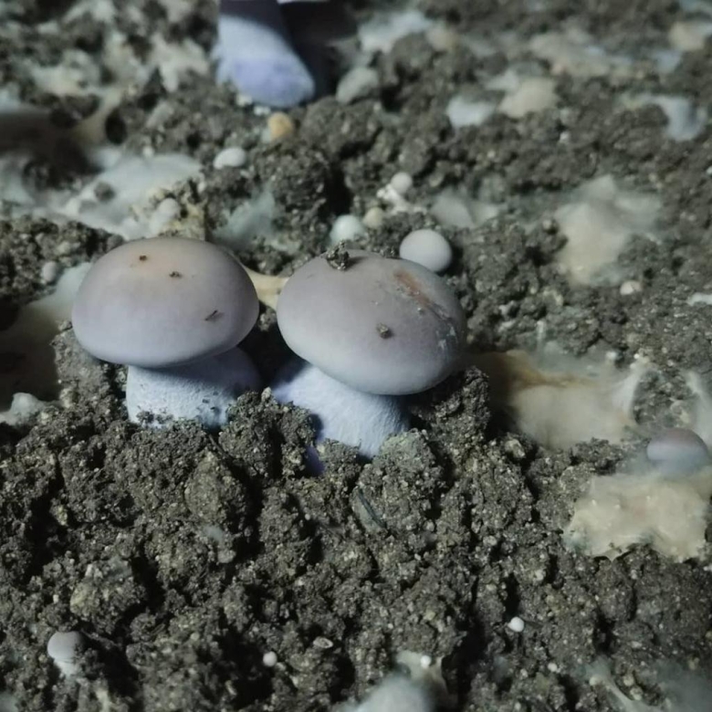 Грибная пещера