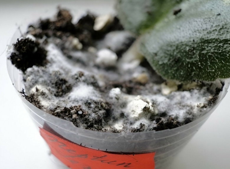 Белая плесень на земле комнатных растений