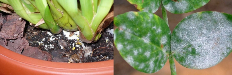 Белая плесень на комнатных растениях
