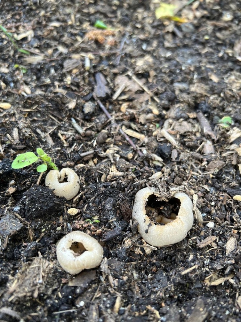 Грибы растущие на навозе