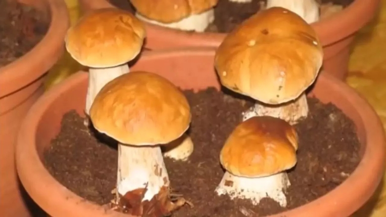 Грибы белый гриб