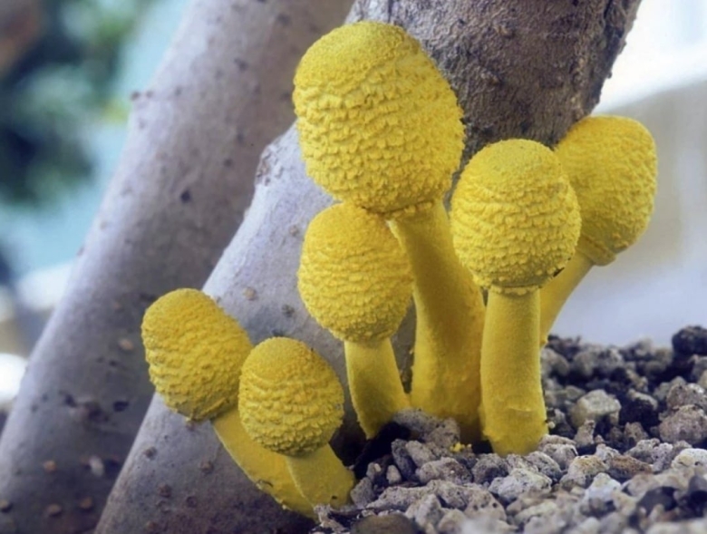 Гриб Белонавозник Бирнбаума