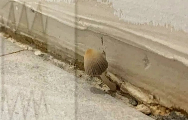 Грибы в квартире