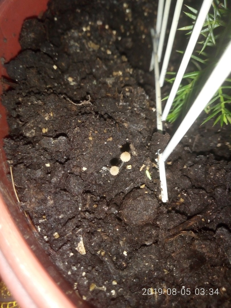 Грибы в горшках с комнатными растениями