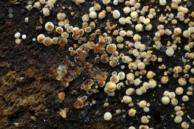 Почвенные плесневые грибы