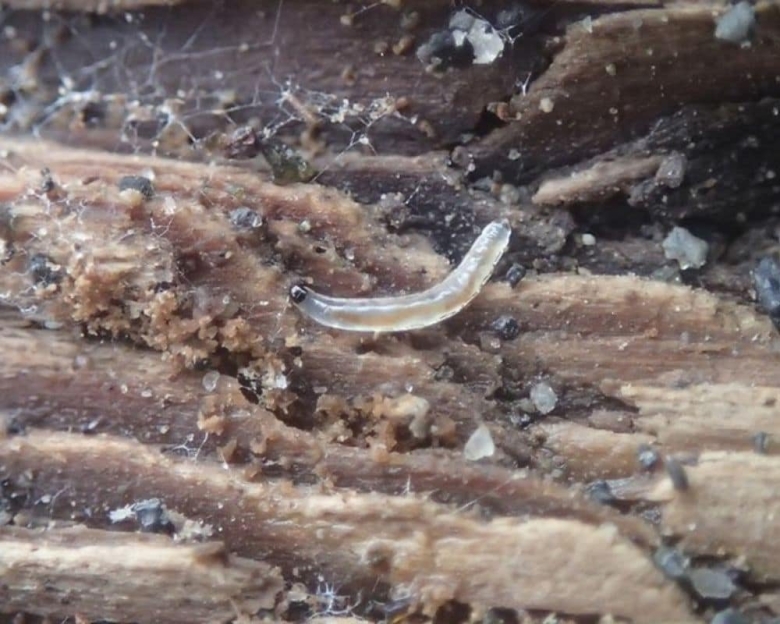 Энхитреи личинки