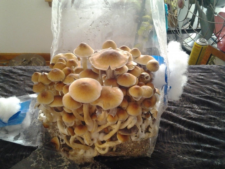 Примордии Cubensis