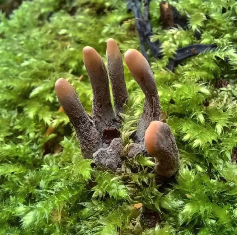Гриб Xylaria polymorpha