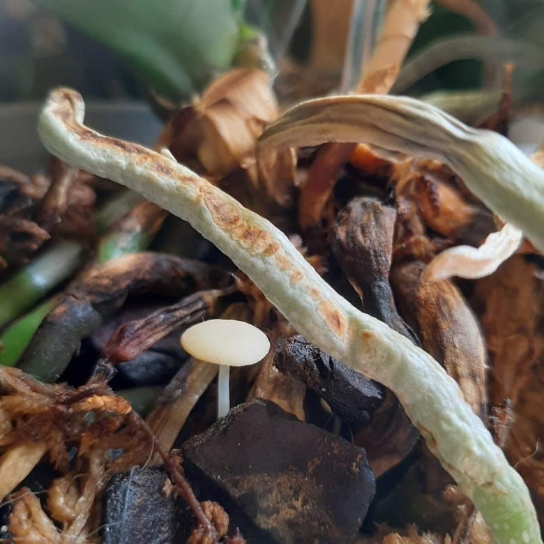 Орхидея фаленопсис гнилые корни