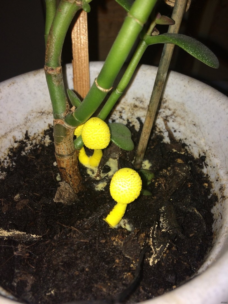 Leucocoprinus birnbaumii