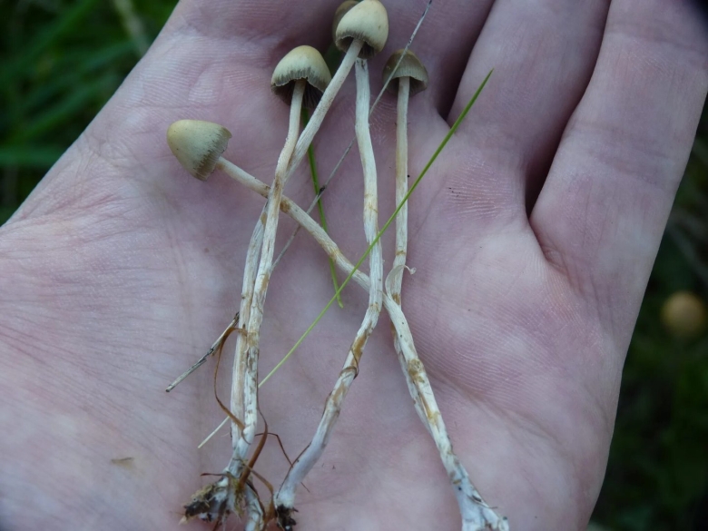 Гриб псилоцибе полуланцетовидная