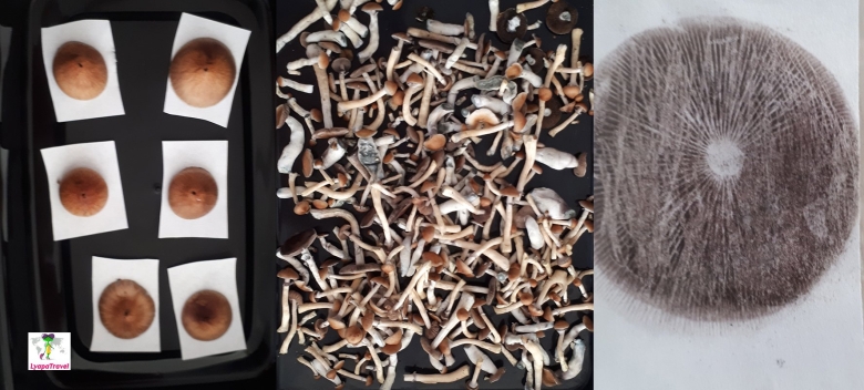 Псилоцибин кубенсис Голден Тичер трип