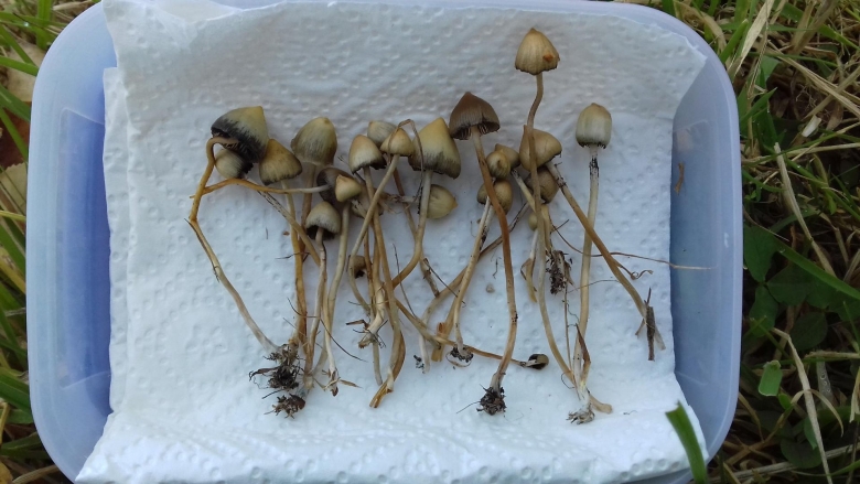 Psilocybe semilanceata