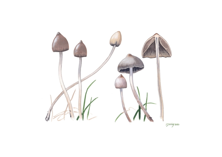 Psilocybe semilanceata рисунок