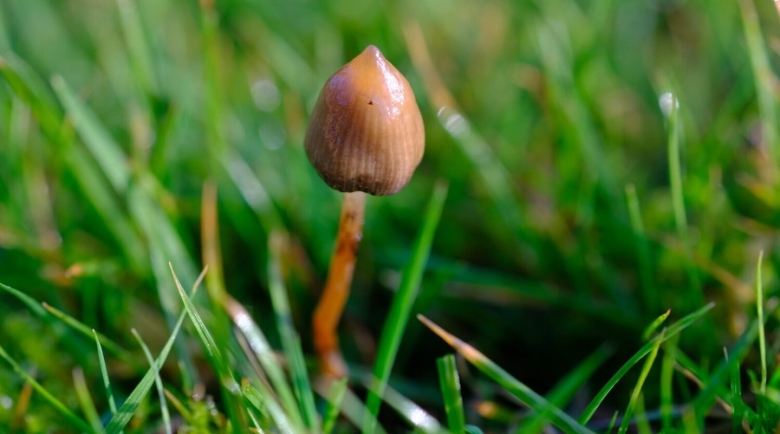 Psilocybe makarorae