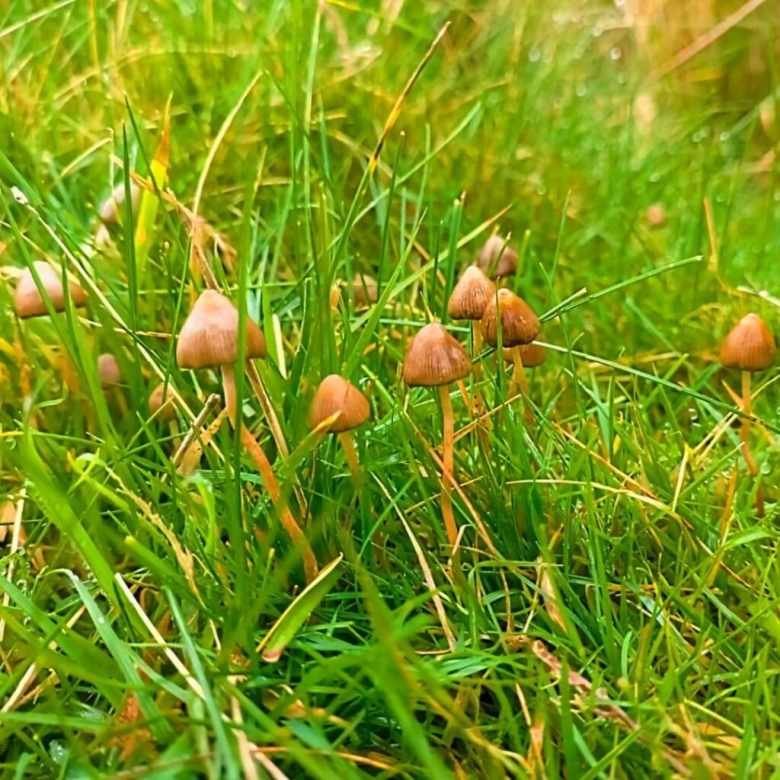 Псилоцибе Семиланцеата