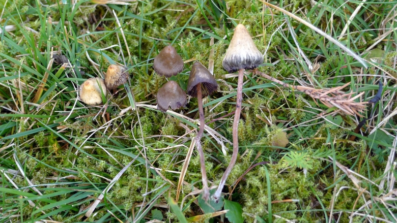 Psilocybe semilanceata сушеные