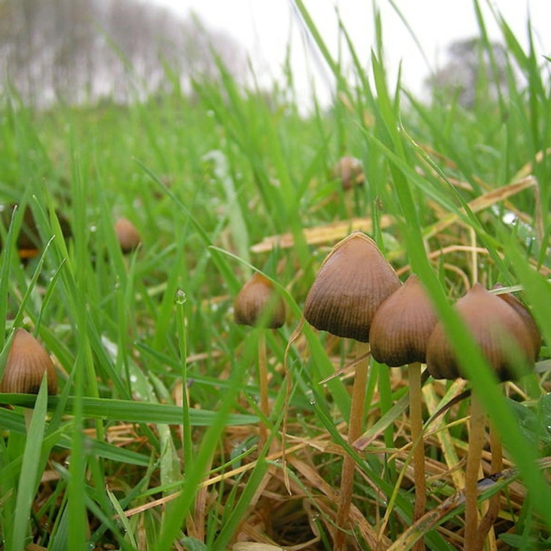 Разновидности псилоцибиновых грибов