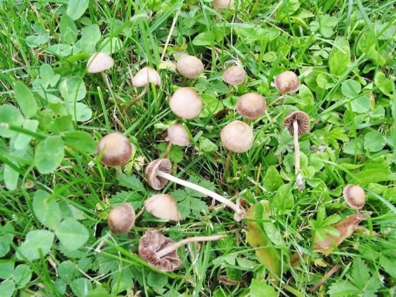 Серная голова Hyphaloma cyanescens
