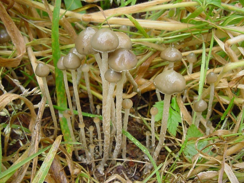 Псилоцибе Семиланцеата