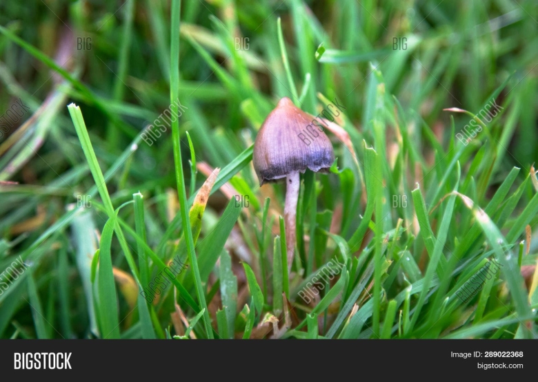 Псилоцибе полуланцетовидная