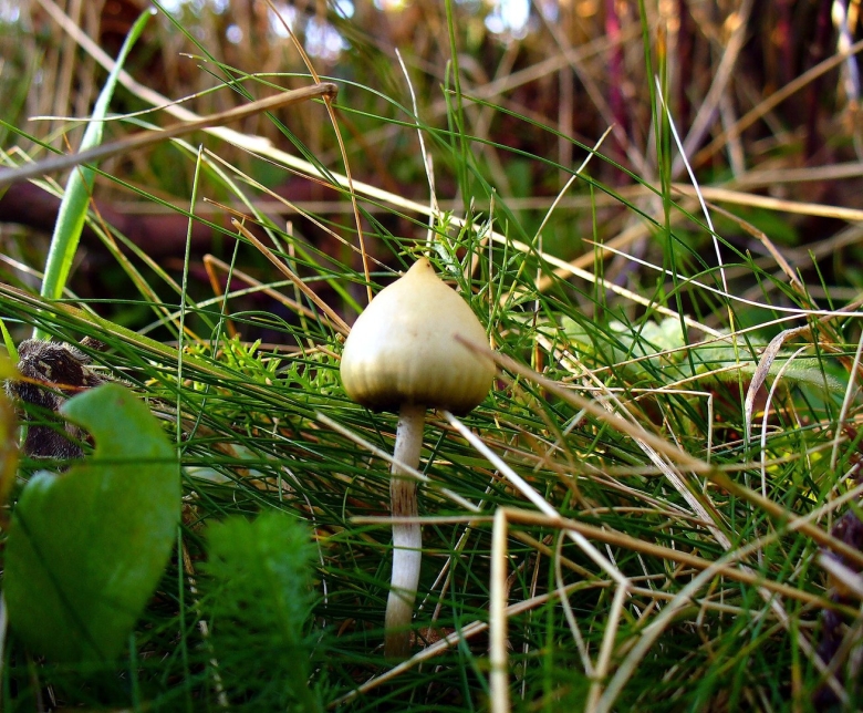 Псилоцибе Семиланцеата