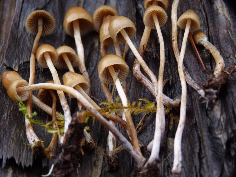 Psilocybe pelliculosa