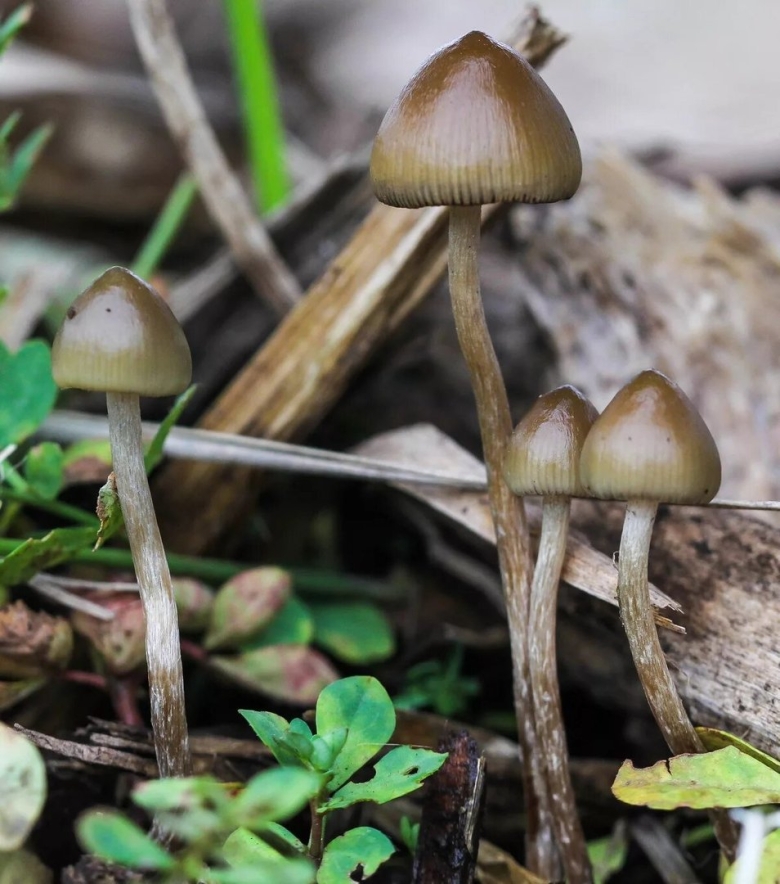 Панеолус псилоцибиновый