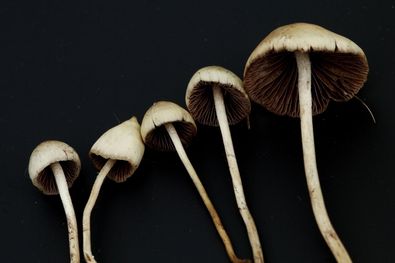 Псилоцибе Семиланцеата