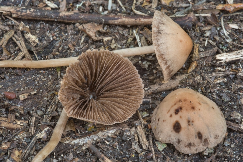 Panaeolus sphinctrinus панеолус