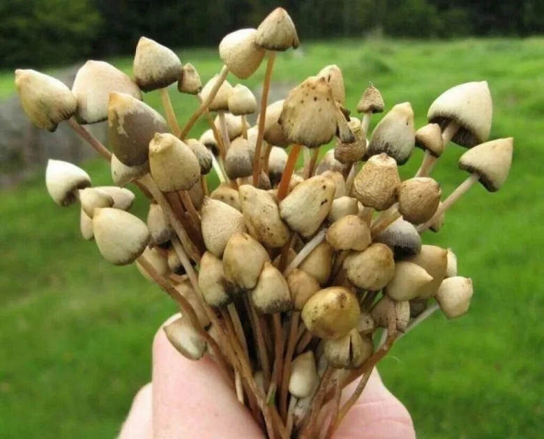 Псилоцибе полуланцетовидная