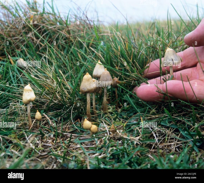 Гриб псилоцибе полуланцетовидная