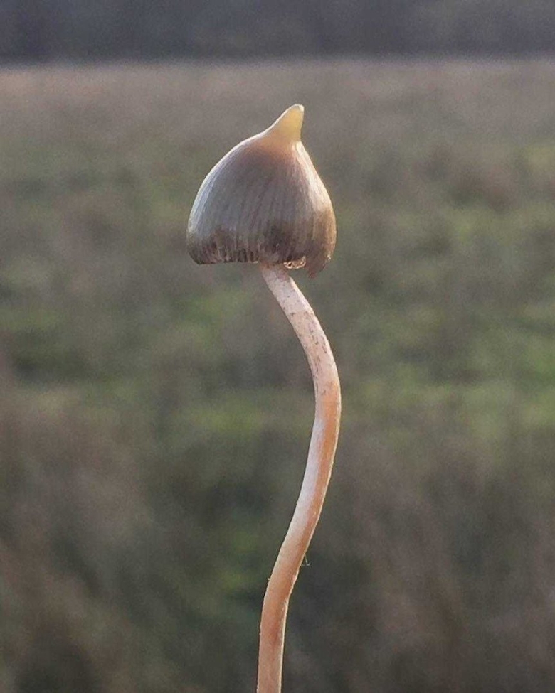 Псицилобе полулацетовидная