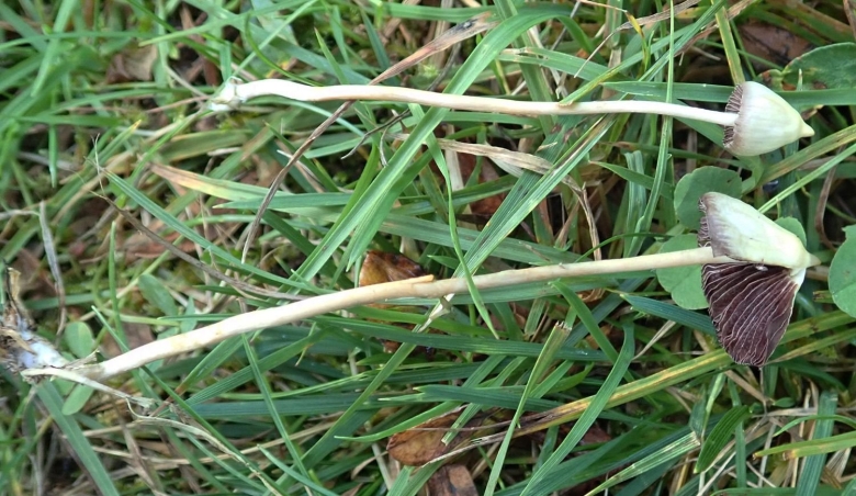 Psilocybe semilanceata Nova Scotia