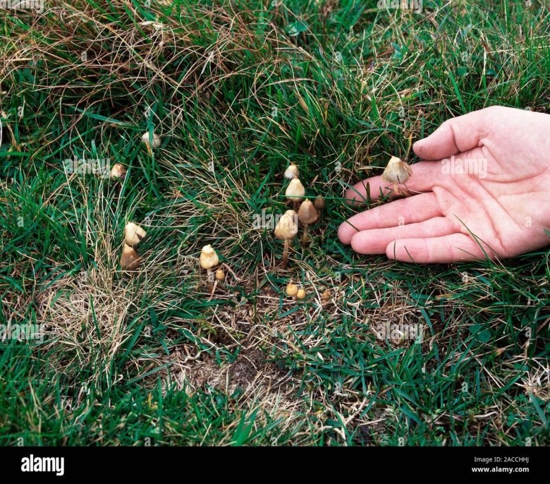 Mushrooms Liberty caps