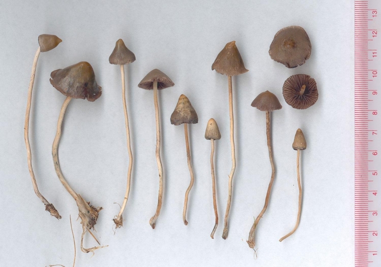 Псилоцибе полуланцетовидную
