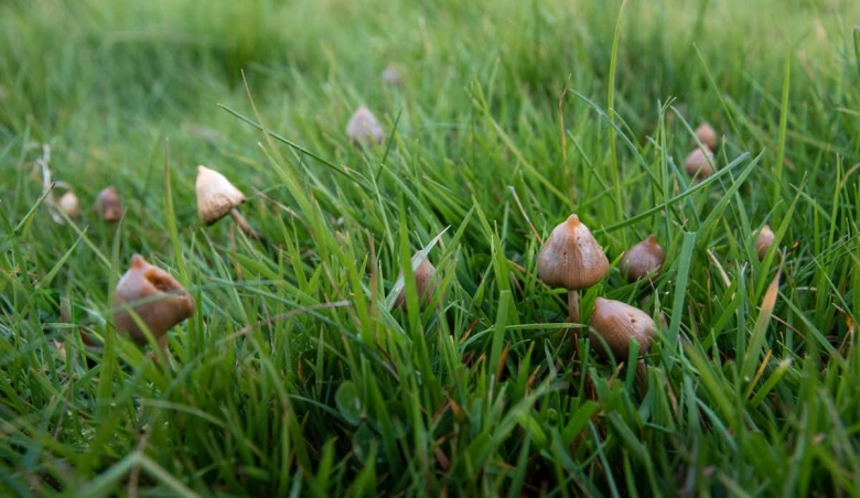 Гриб псилоцибе полуланцетовидная