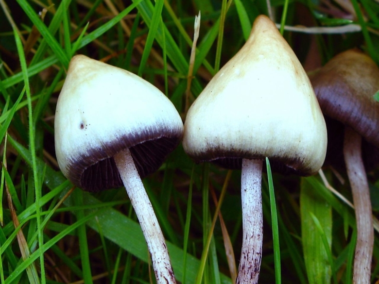 Psilocybe semilanceata