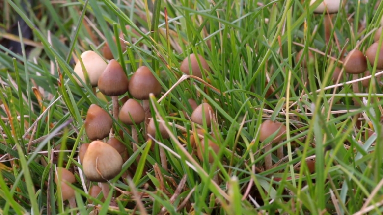 Псилоцибе Семиланцеата