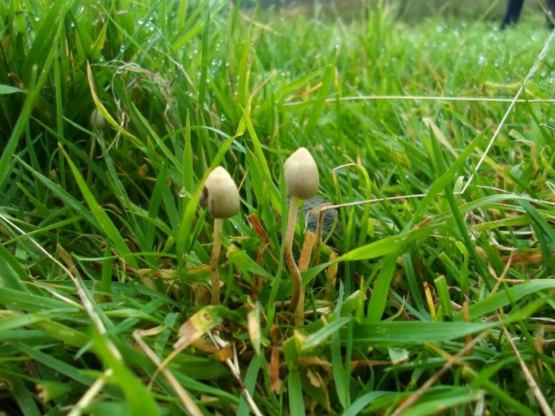 Гриб псилоцибе полуланцетовидная