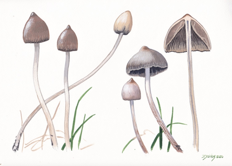 Coprinus atramentarius
