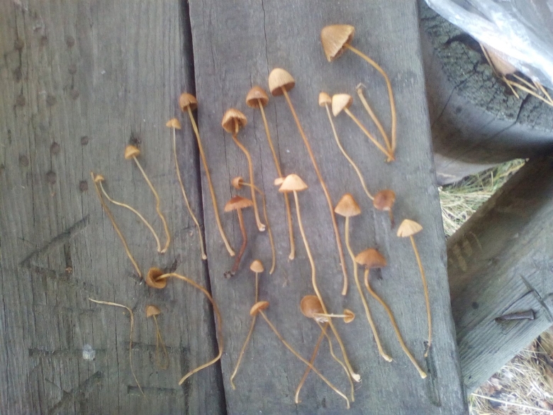 Псилоцибе полуланцетовидная сушеные