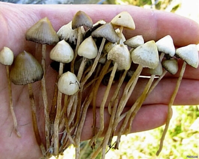 Гриб псилоцибе полуланцетовидная