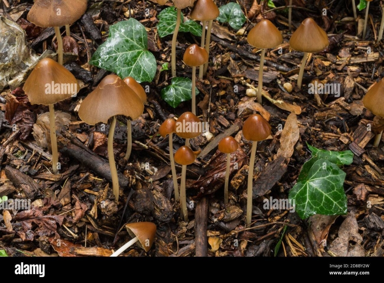 Mushrooms Liberty caps