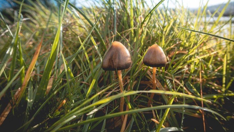Psilocybe allenii