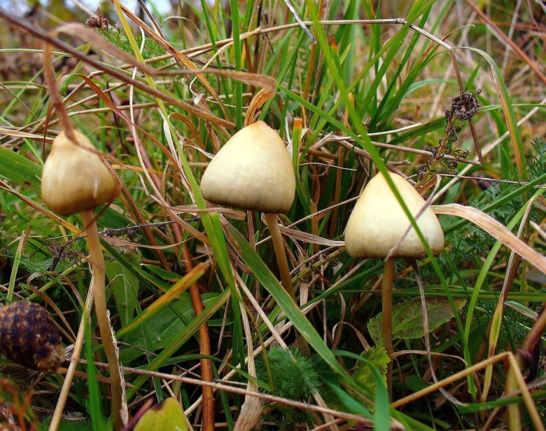 Psilocybe pelliculosa