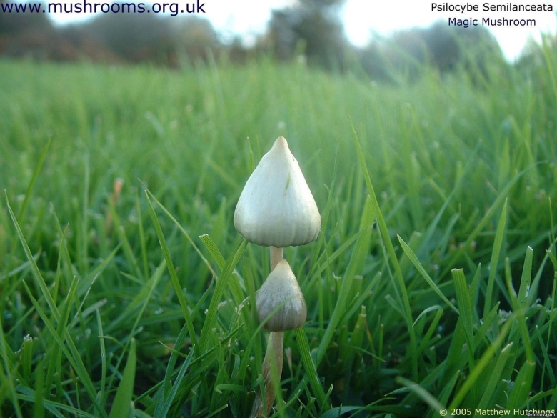 Псилоцибе полуланцетовидная