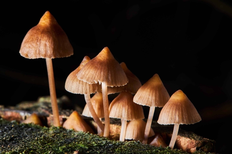 Mycena leptocephala