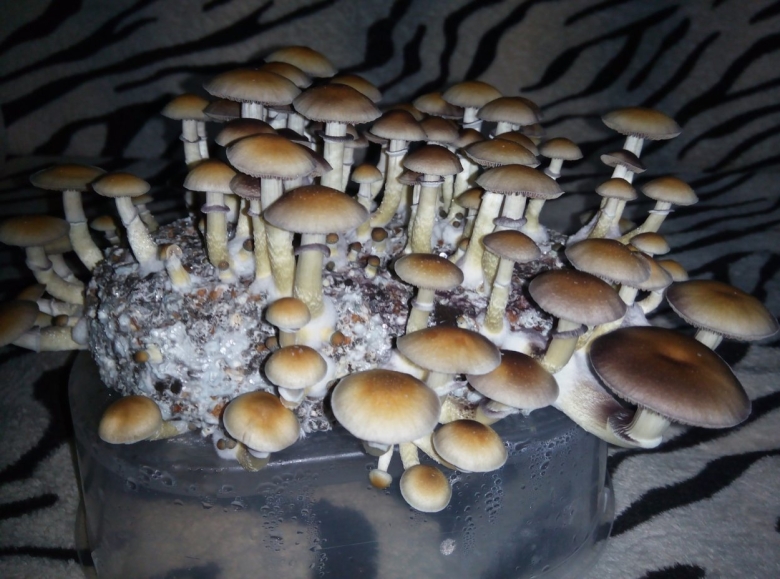 Psilocybe Cubensis Pink Buffalo
