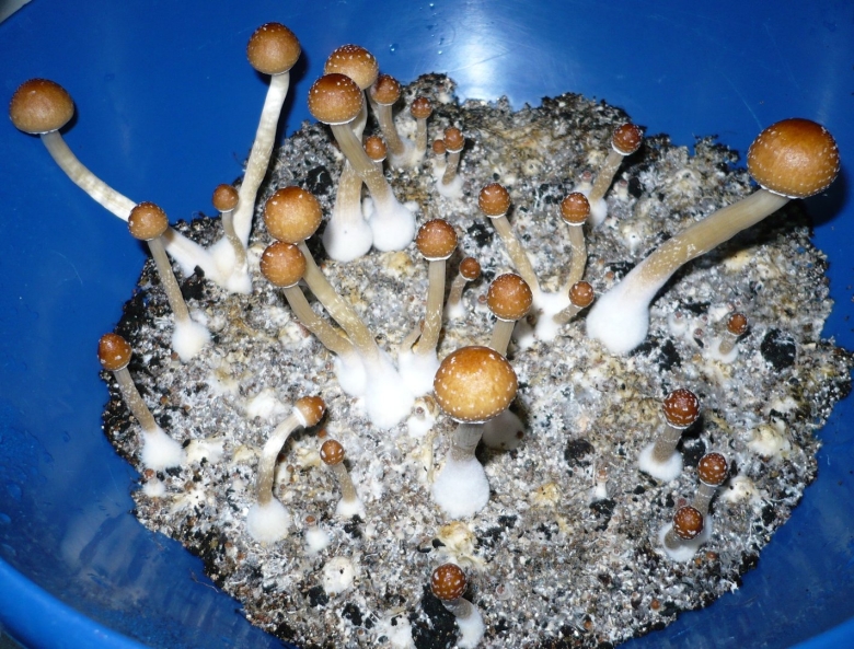 Мицелий псилоцибиновый гриб